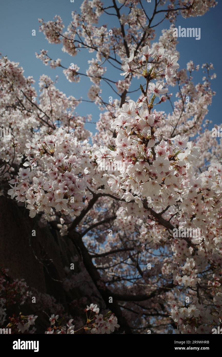 Eine Nahaufnahme japanischer Nagano-Sakura-Blumen in voller Blüte Stockfoto