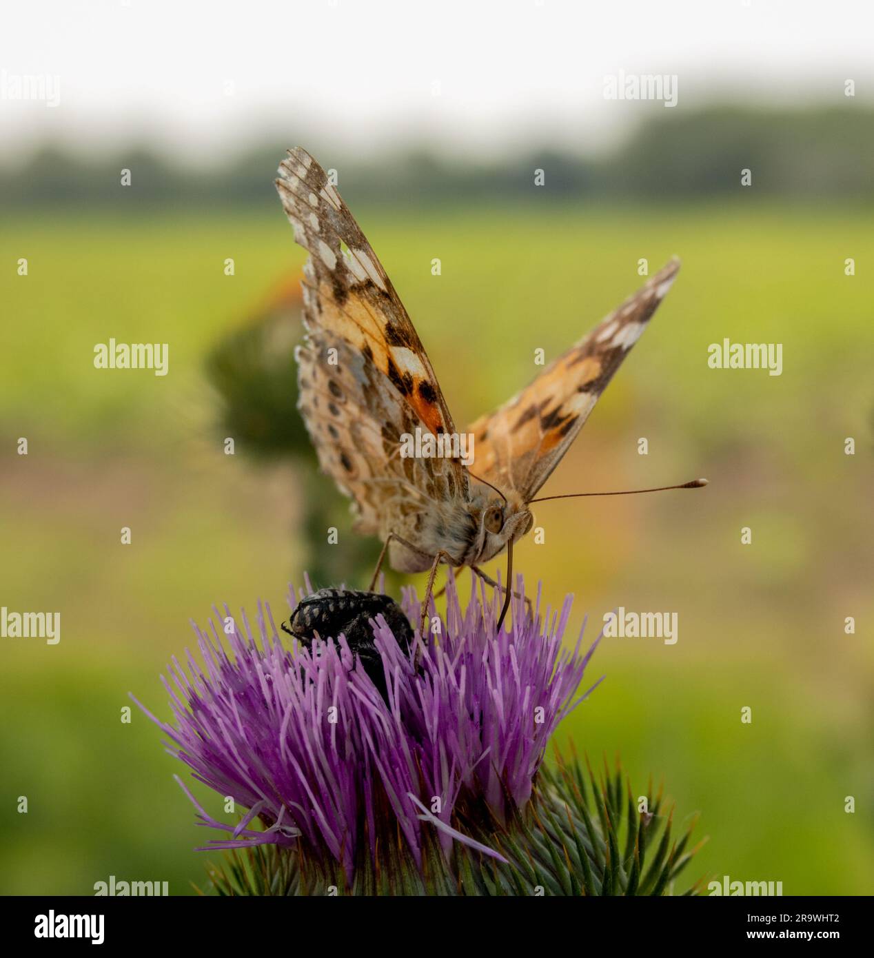 Schmetterling aus der Nähe auf Blume, Tigerschmetterling Stockfoto