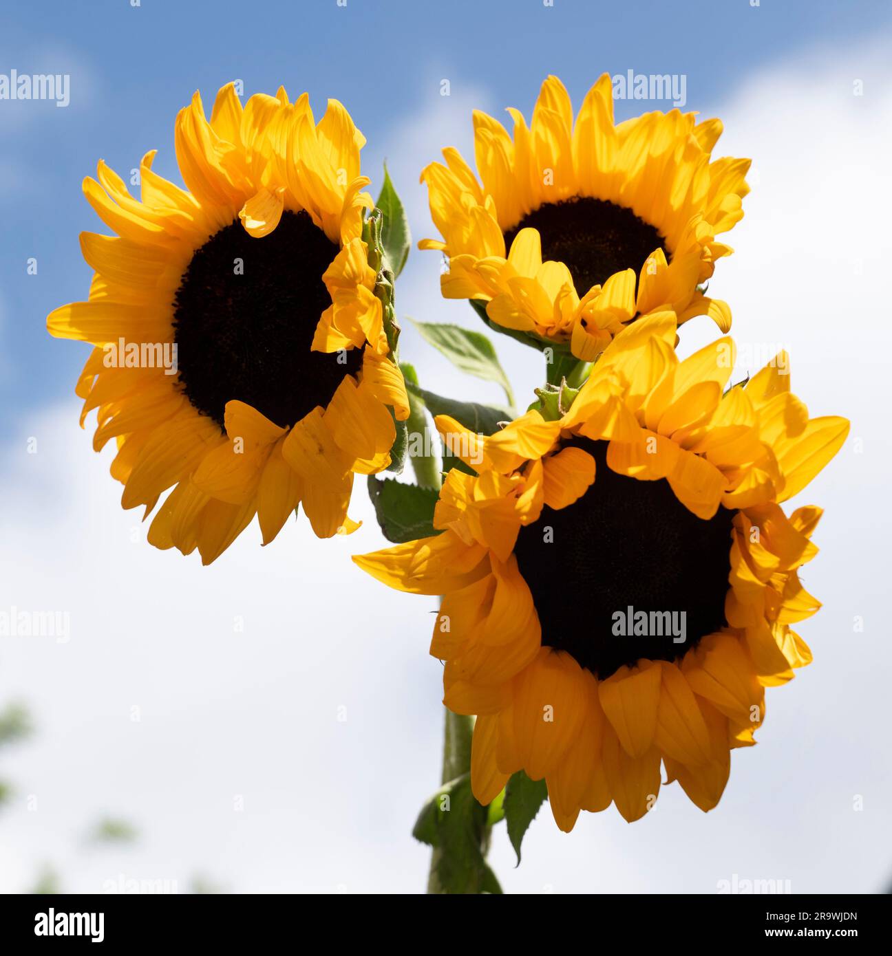 Sonnenblumen im Sommer vor blauem Himmel; Stockfoto
