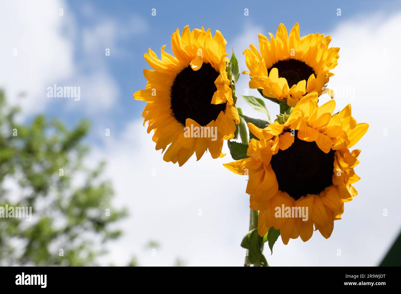 Sonnenblumen im Sommer vor blauem Himmel; Stockfoto