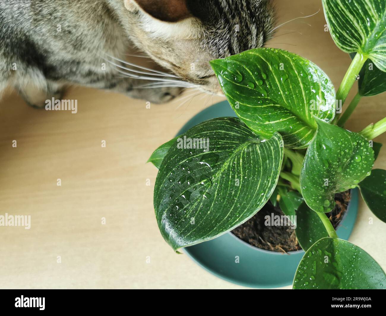 Garten-, Katzenkopf-, Pflanzen- und Naturkonzept - Nahaufnahme der nassen Philodendron-Blume im Garten Stockfoto