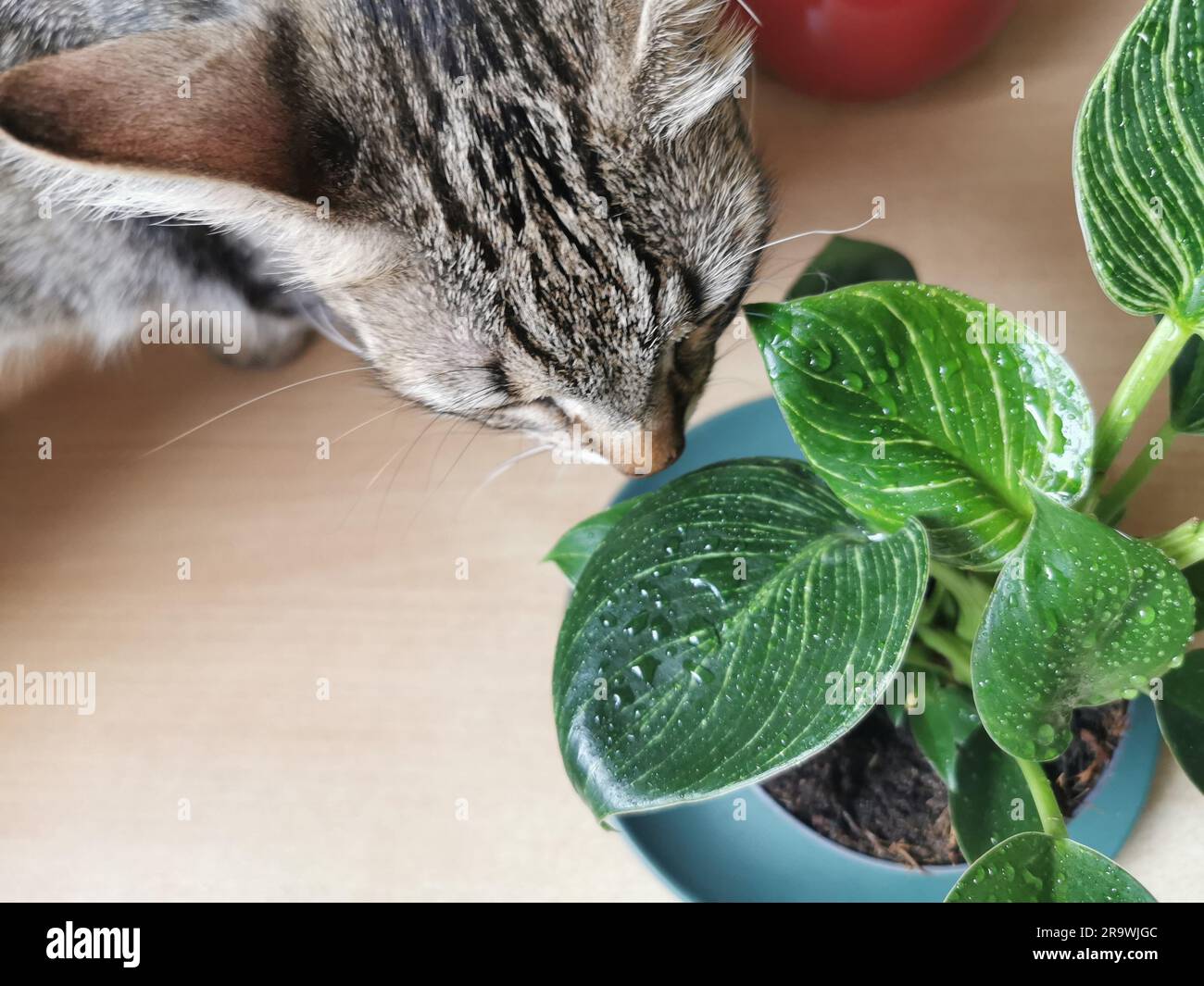 Garten-, Katzenkopf-, Pflanzen- und Naturkonzept - Nahaufnahme der nassen Philodendron-Blume im Garten Stockfoto