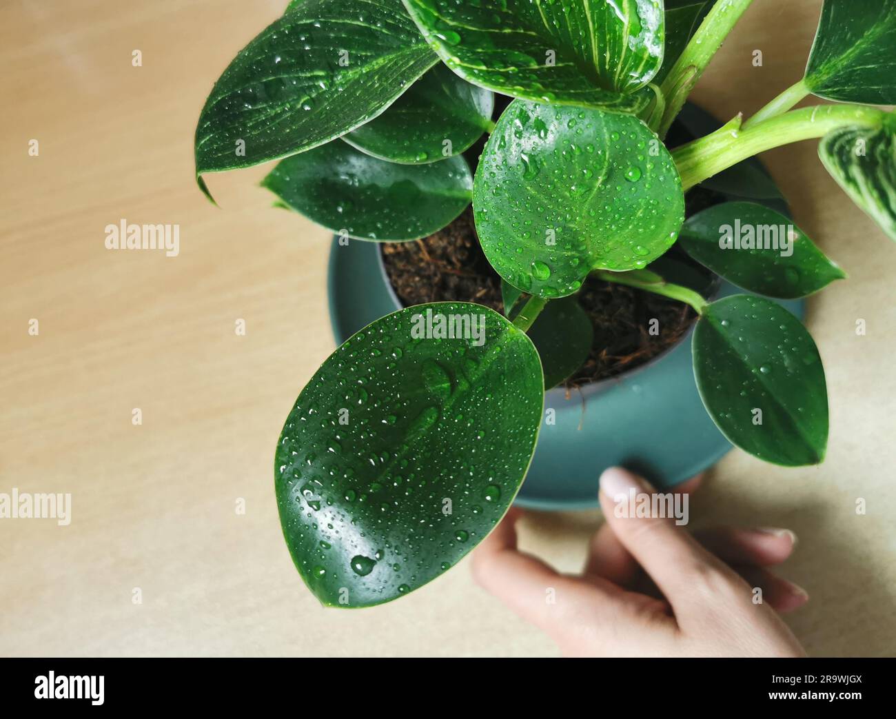 Garten-, Pflanzen- und Naturkonzept, Nahaufnahme der nassen Philodendron-Blume im Garten Stockfoto