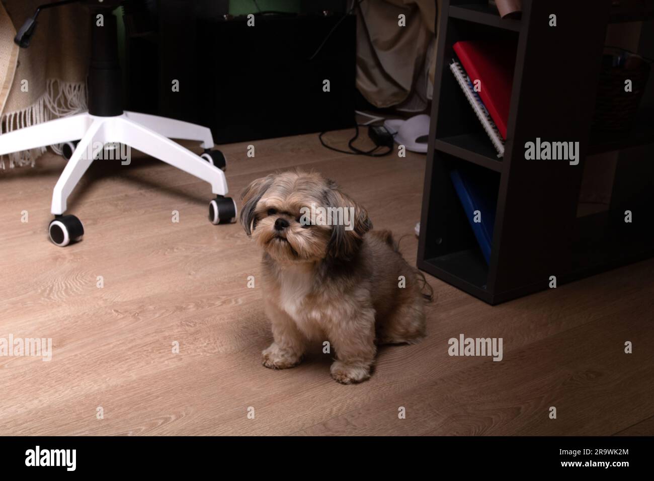Foto eines kleinen Hundes, der auf dem Boden des Hauses neben dem Tisch sitzt Stockfoto