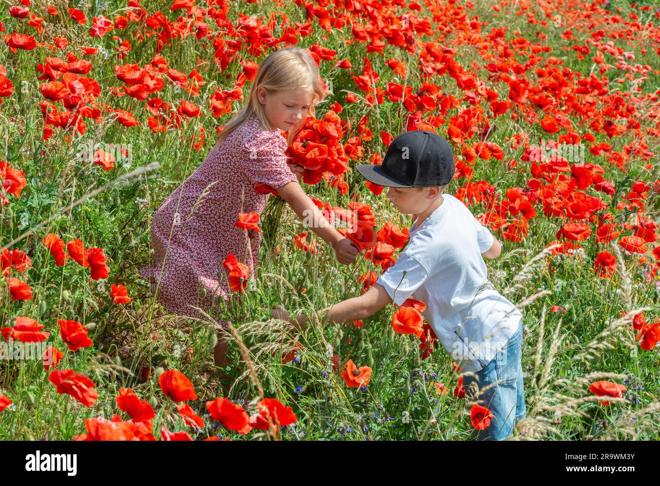 Zwei Kinder, Junge 10 Jahre alt und Mädchen 7 Jahre alt, pflücken Mohnblumen auf den Pisten in Kaseberga, Ystad, Scania, Schweden, Skandinavien Stockfoto