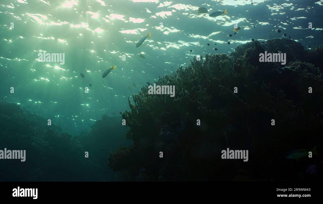 Silhouetten tropischer Fische schwimmen neben dem Korallenriff auf Oberflächenwasser und untergehenden Sonnenhintergrund, Hintergrundbeleuchtung (Contre-jour). Das Leben am Korallenriff Stockfoto