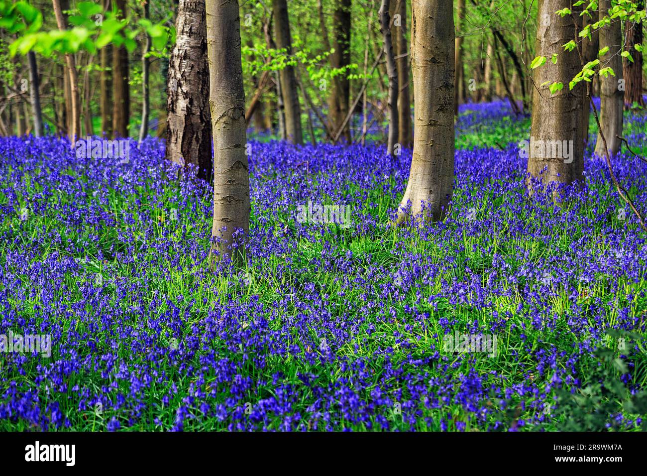 Blauzunge (Hyacinthoides non-scripta), blaue Blüten auf dem Waldboden, Blattanten in gemischten Laubwäldern, Hallerbos, Provinz Flandern Stockfoto