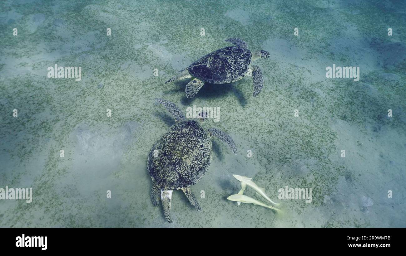 Zwei Männer der Großen Grünen Meeresschildkröte (Chelonia mydas) mit Remorafish auf ihrem Panzer, die ihre Dominanz während des territorialen Streits auf Seegras demonstrierten Stockfoto