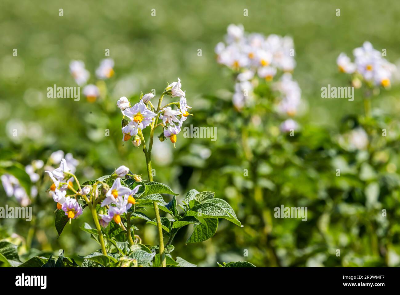 Trockenheit auf den Feldern verursacht Probleme für Landwirte und Gemüseerzeuger. Gemüseanbau auf den Filder-Feldern, Kartoffelpflanze mit Blüte Stockfoto