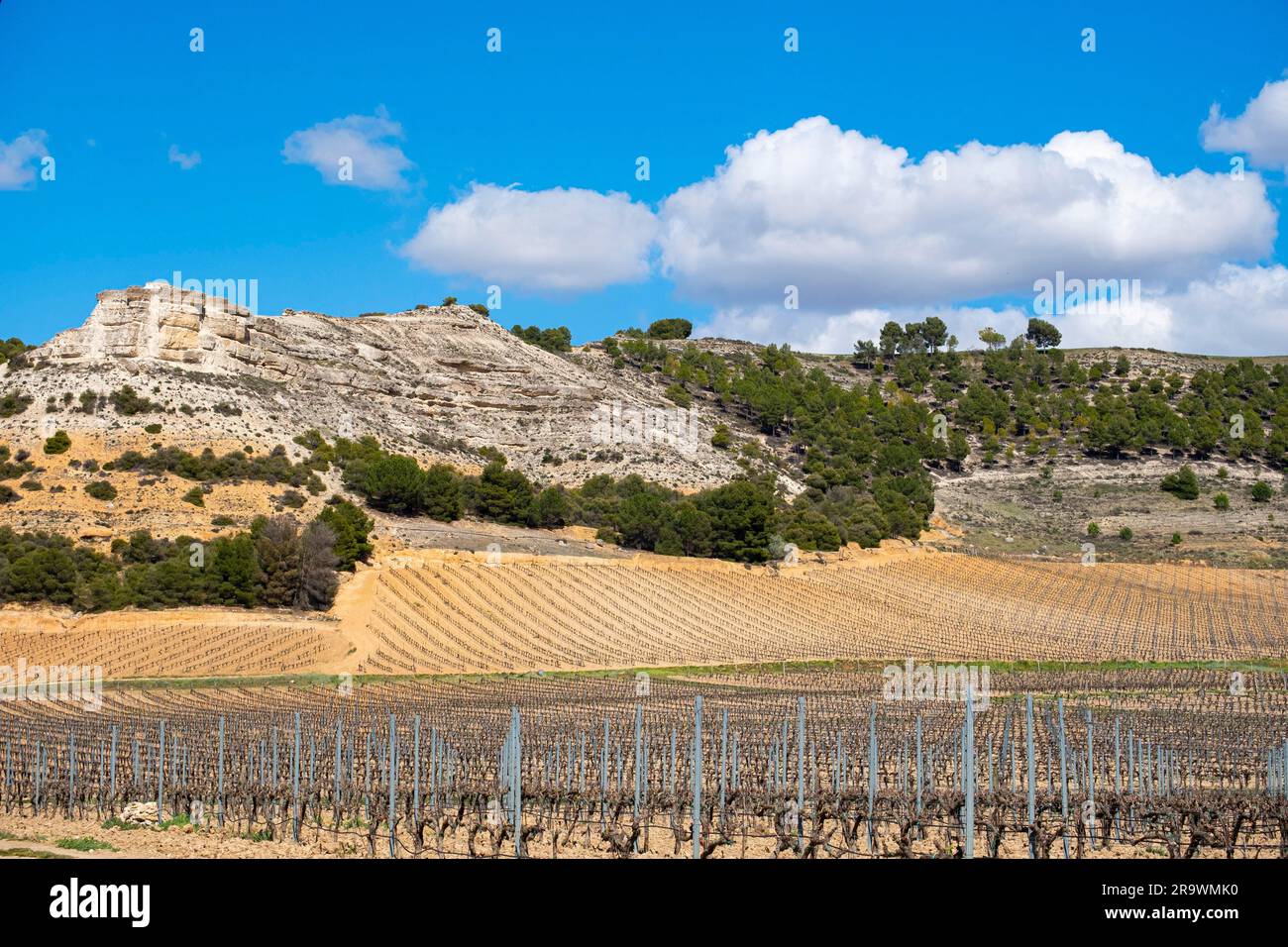 Weinlandschaft im Ursprungsgebiet Ribera del Duero in der Provinz Valladolid in Spanien Stockfoto