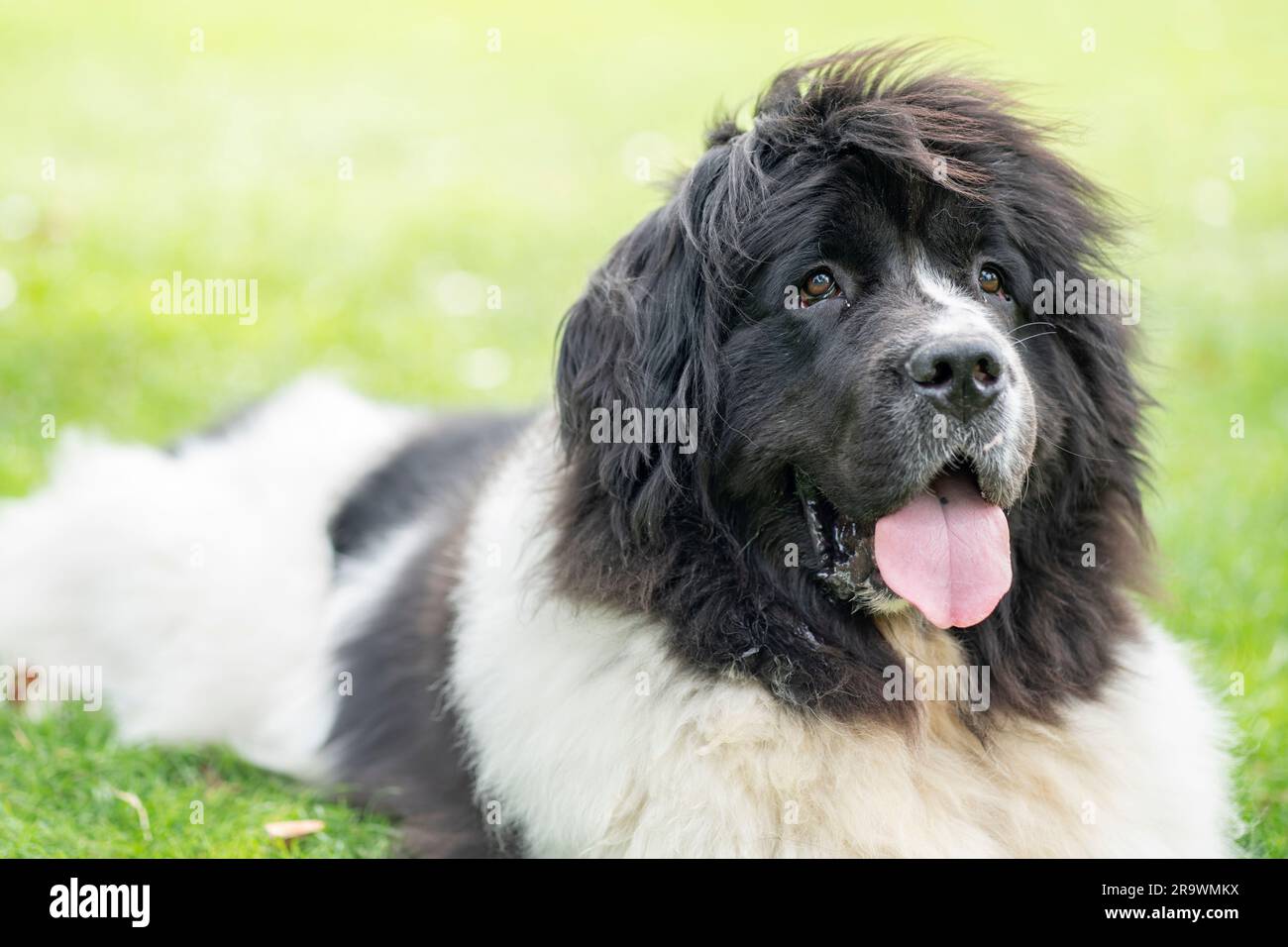 Hund im Sommer Stockfoto