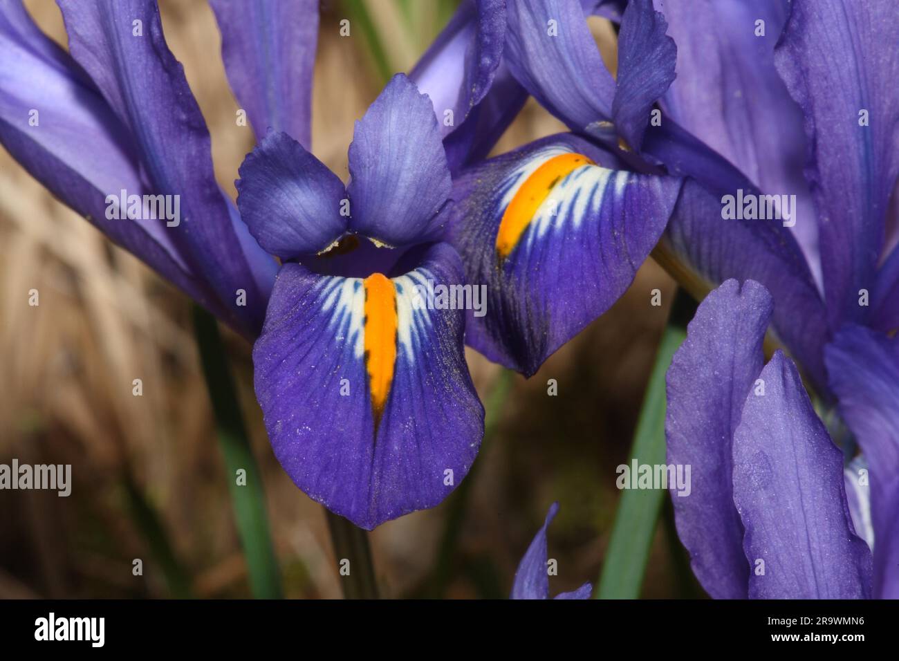 Iris histroides, Lady Beatrix Stanley - Burpee