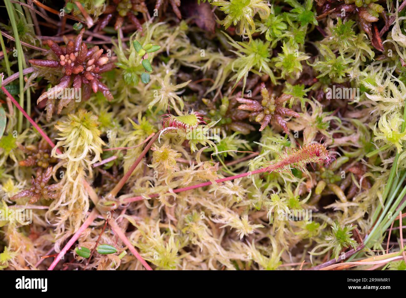 Englischer Sonnentau (Drosera anglica), in einem Moor auf Torfmoos, Bayern, Deutschland Stockfoto