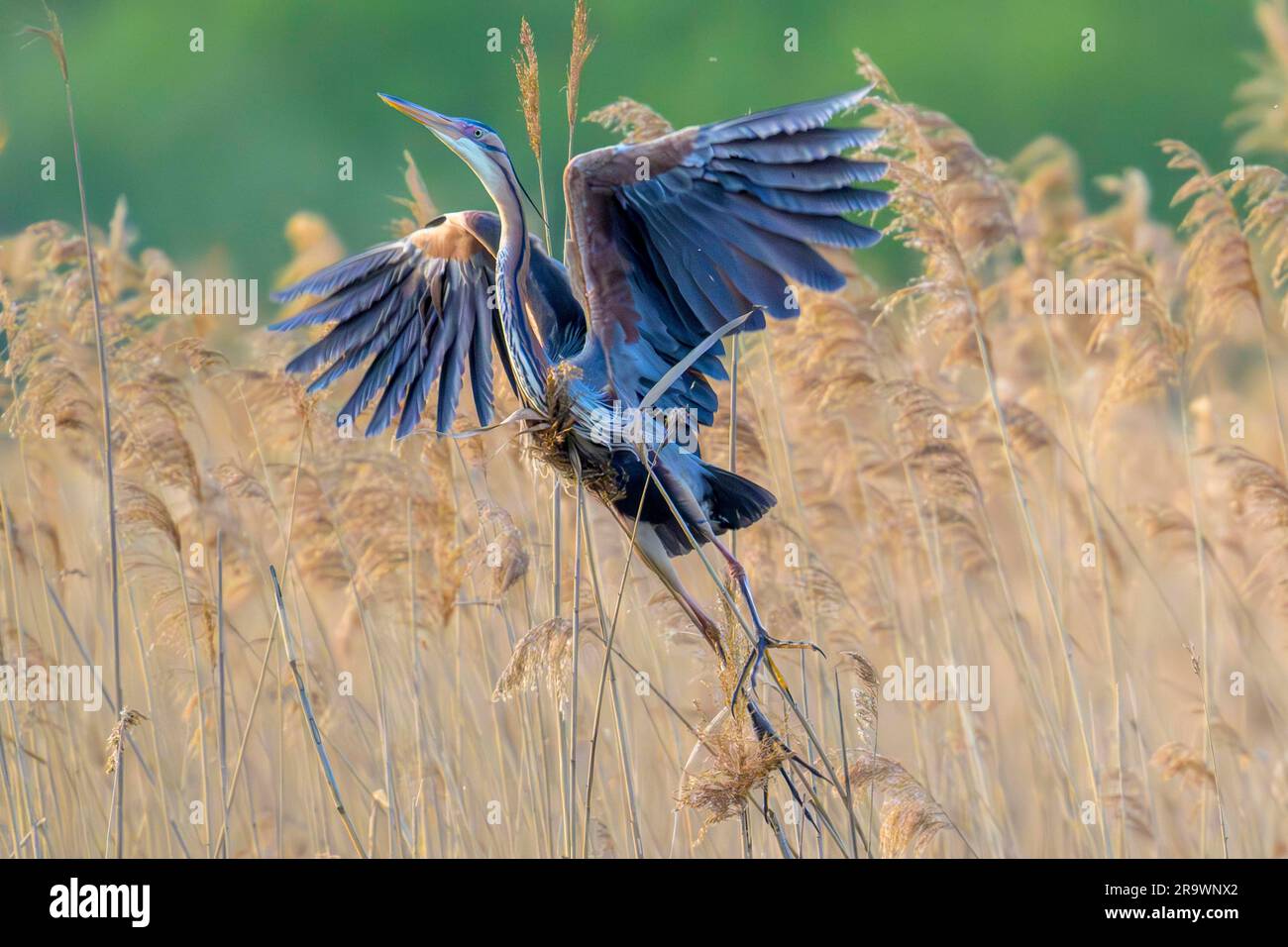 Purpurreiher (Ardea purpurea) startet aus dem Schilf, erwachsener Vogel, Waghaeusel, Baden-Württemberg, Deutschland Stockfoto