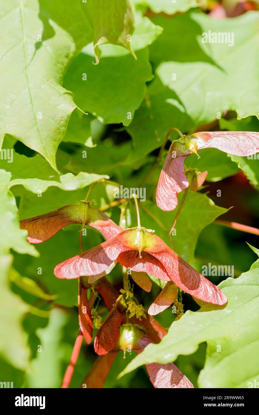 Nahaufnahme des Ahornbaums (Acer) Circinatum, rotes samara, auf einem Hintergrund mit grünen Blättern, beleuchtet von einer starken Frühlingssonne Stockfoto