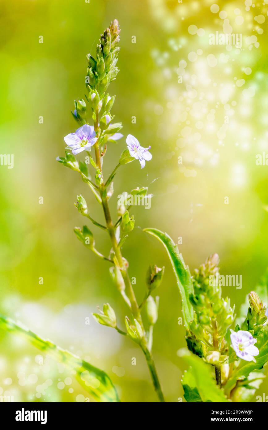 Eine rosafarbene Veronica-Blume (Anagallis-aquatica), auch als Wasserschnellbrunnen bezeichnet, oder ein blauer Wasserschnellbrunnen unter der warmen Sommersonne Stockfoto