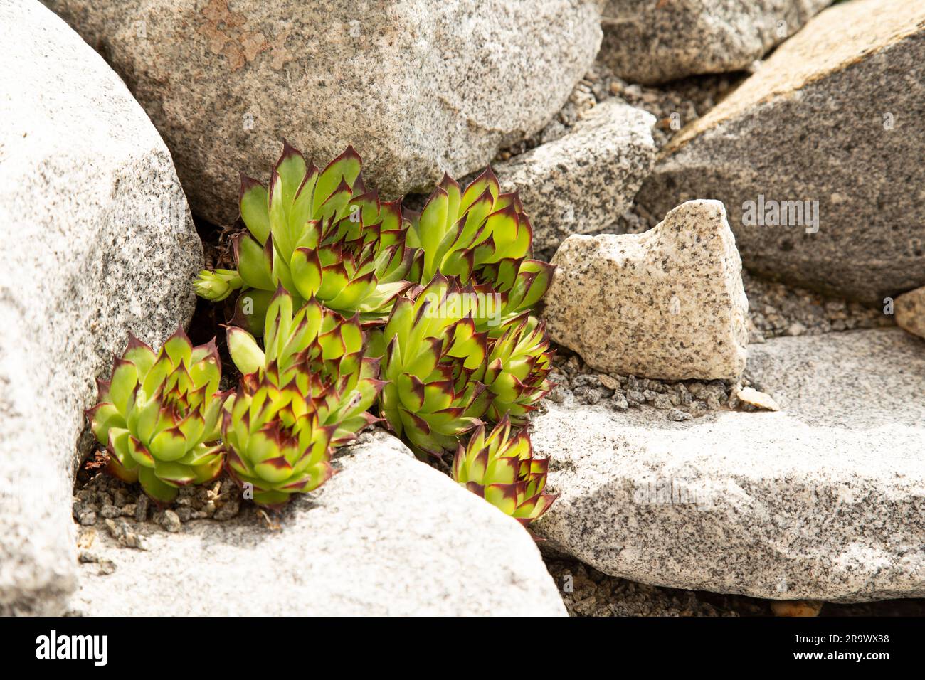 Sempervivum tectorum, das auf einer Felsenanlage oder einem Steingarten wächst - Permakultur-Konzept Stockfoto