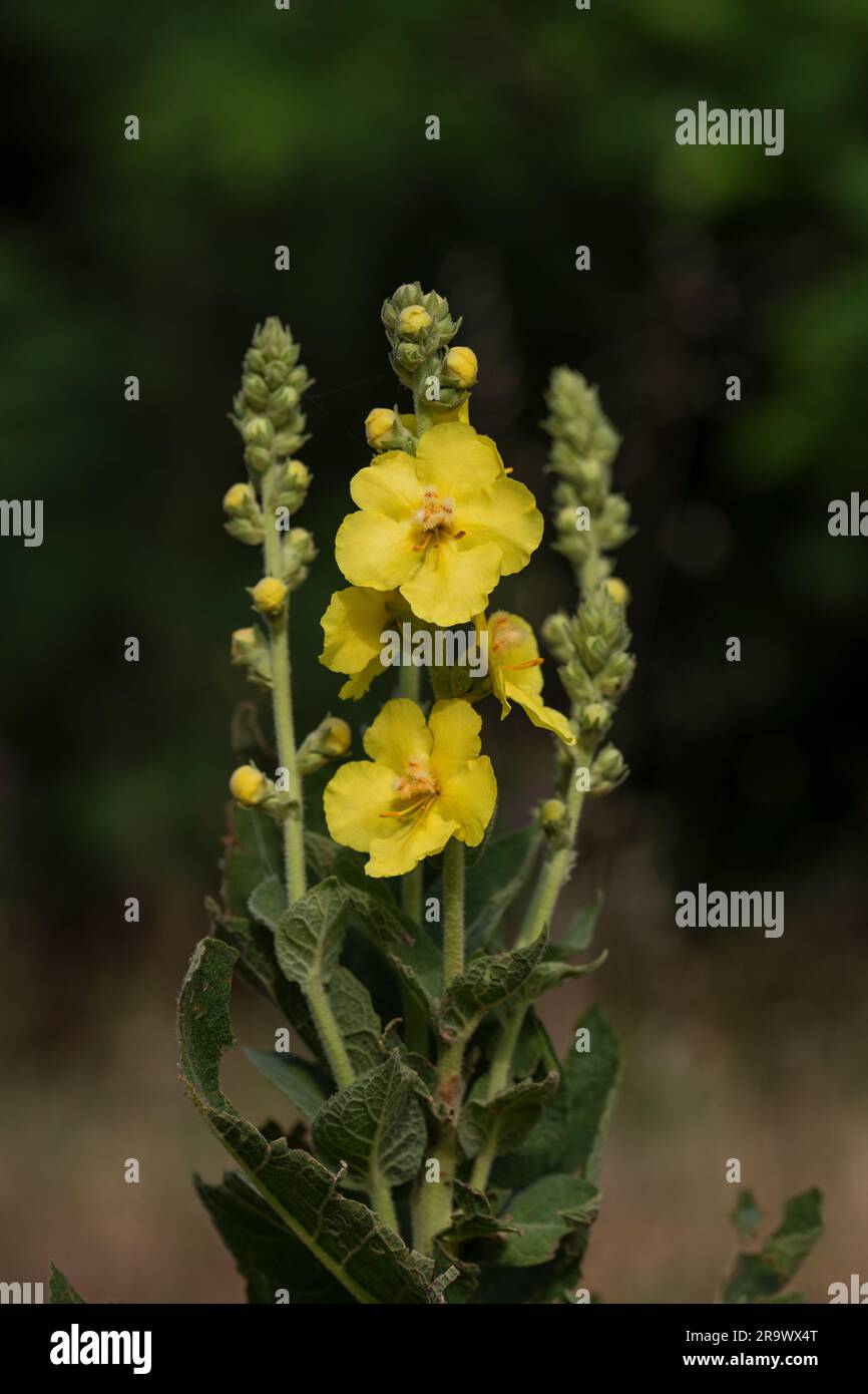 Mulleinblüten Stockfoto
