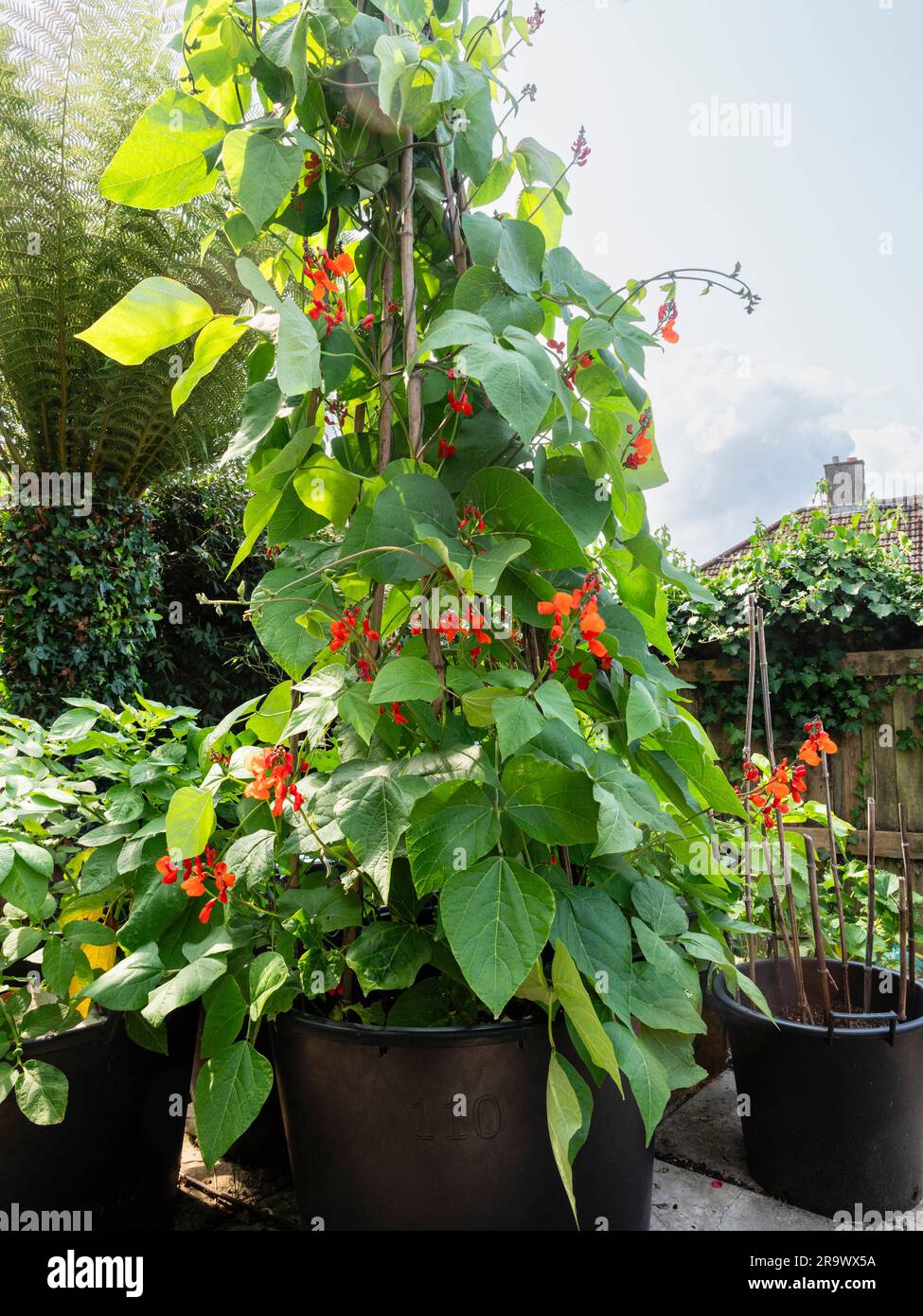 Rote Blüten einer in einem kleinen britischen Garten angebauten Läuferbohne, Phaseolus coccineus „Enorma“ Stockfoto