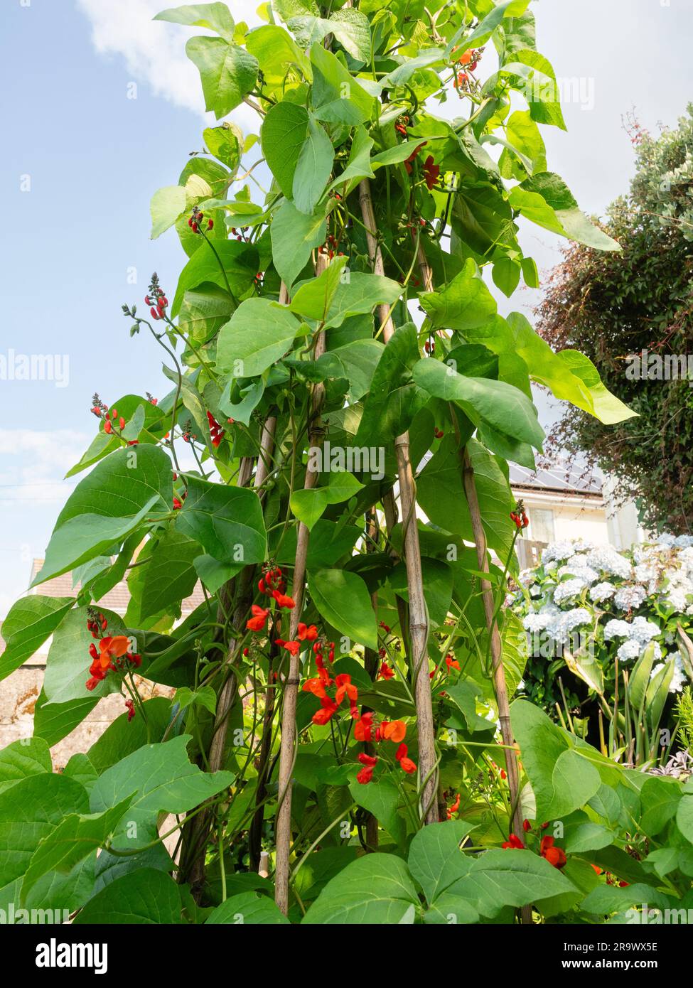 Rote Blüten einer in einem kleinen britischen Garten angebauten Läuferbohne, Phaseolus coccineus „Enorma“ Stockfoto