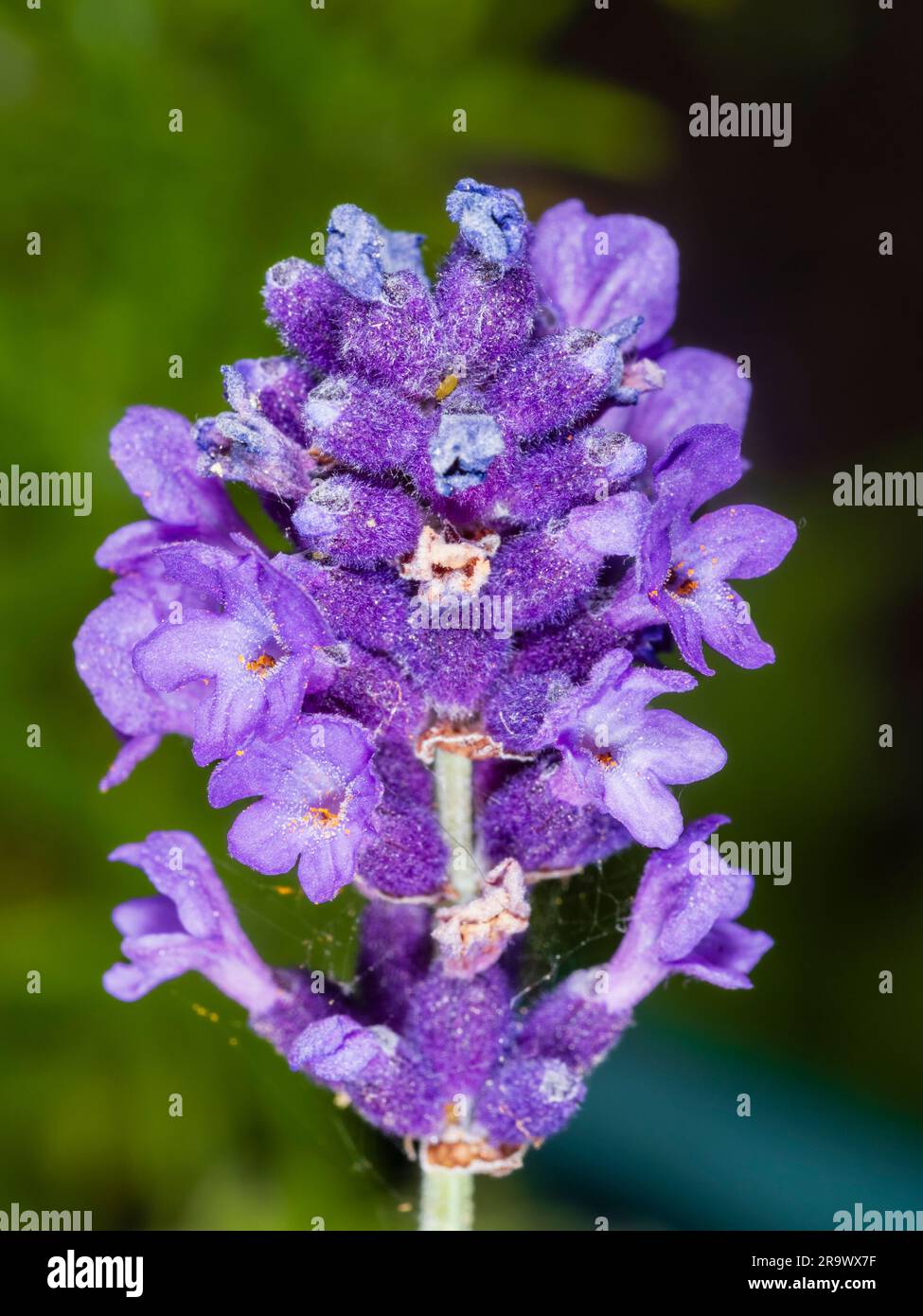Nahaufnahme eines einzelnen Blumenkopfes mit einzelnen Blüten des englischen Lavenders, Lavandula angustifolia „Hidcote“ Stockfoto