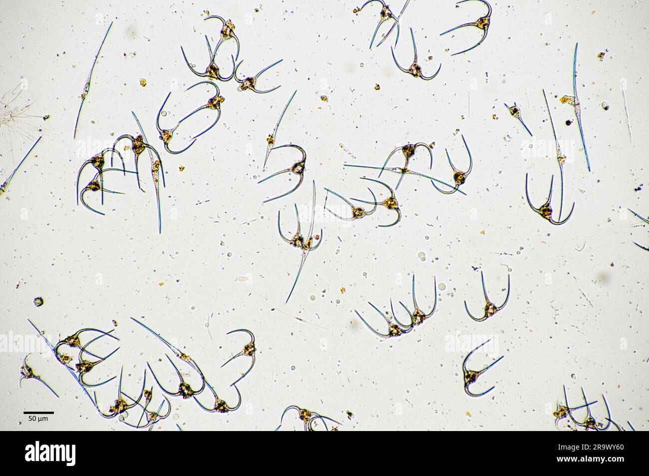 Planktonische Dinoflagellate der Gattung Ceratium aus Küstengewässern Südwestnorwegens. Stockfoto