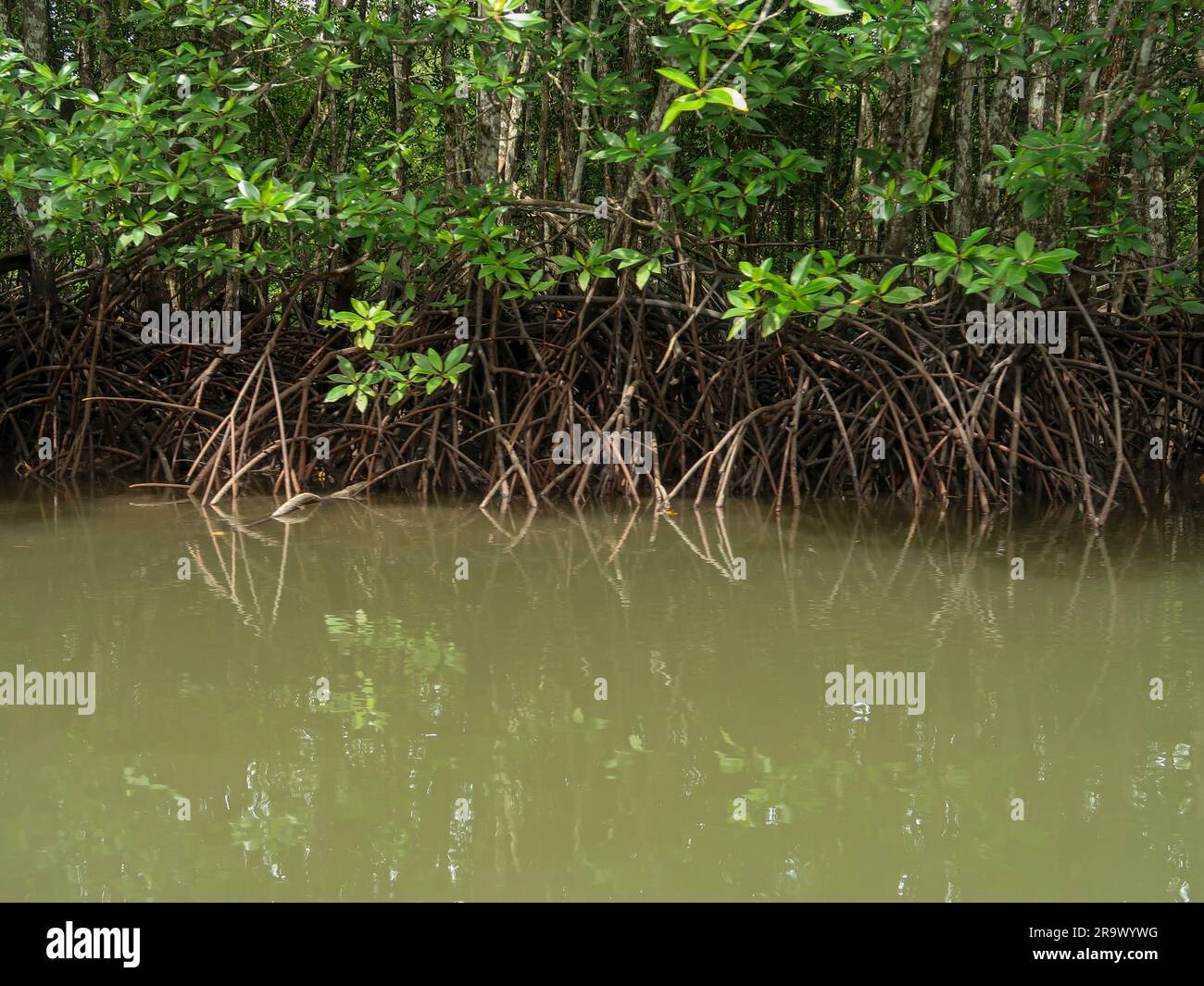 Magroves. Langkawi, Malaysia Stockfoto