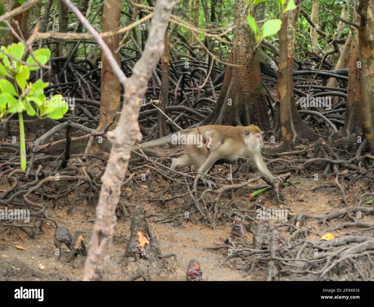 Magroves. Langkawi, Malaysia Stockfoto
