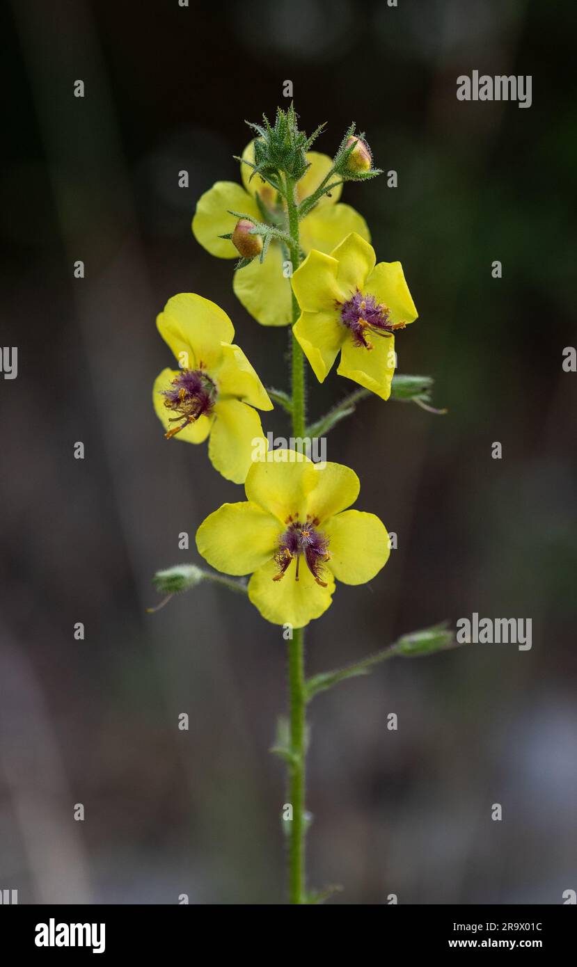 Blüten der Mulleinpflanze (Verbascum blattaria) Stockfoto