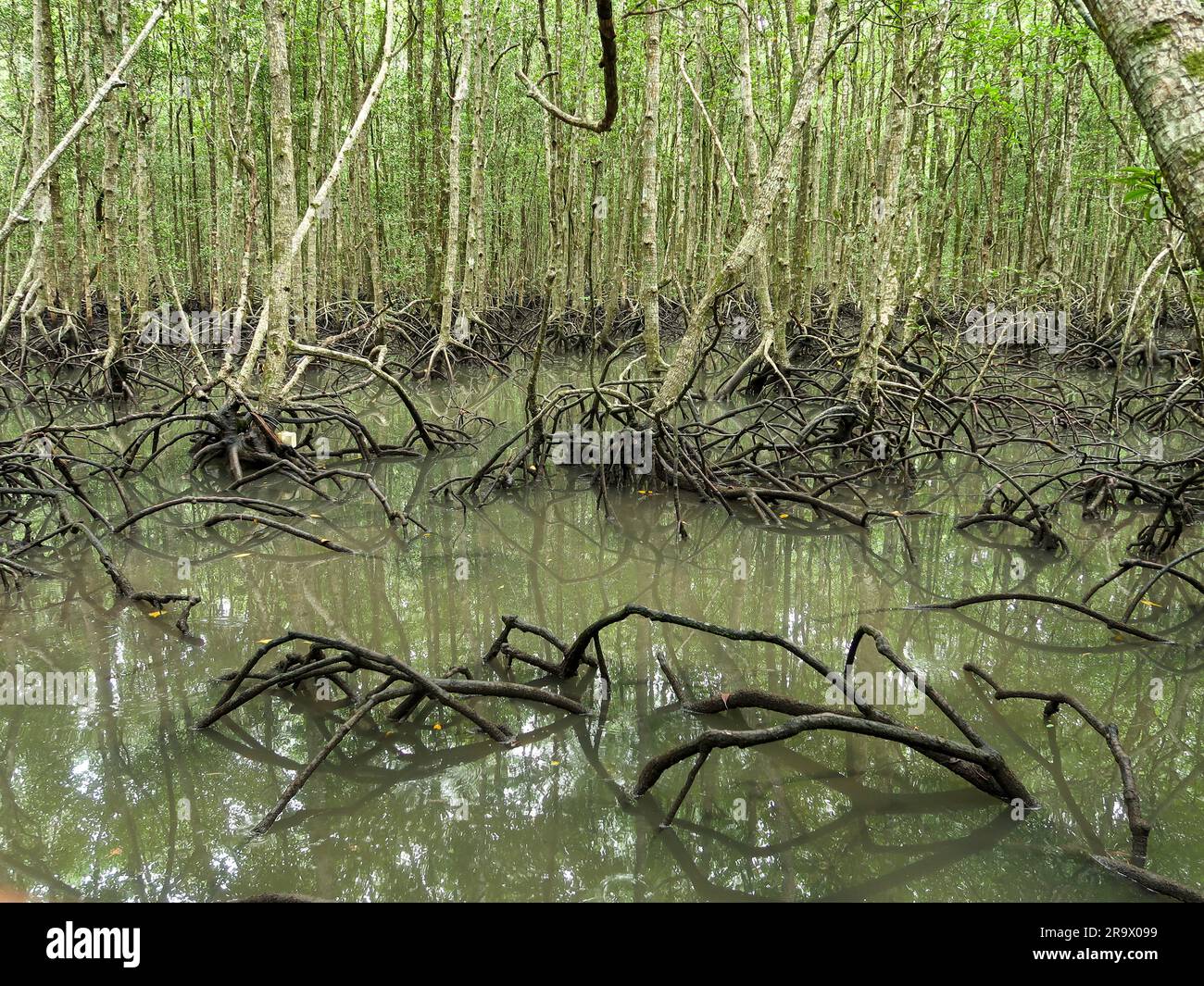 Magroves. Langkawi, Malaysia Stockfoto