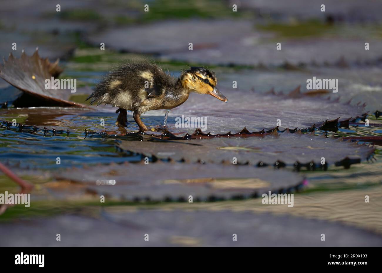 Entenkühe (Anas plathyrhynchos), auf Blättern von Riesenwasserlilien (Nymphaea gigantea), im Teich, Stuttgart, Baden-Württemberg, Deutschland Stockfoto