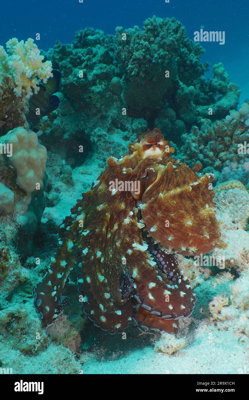 Großer blauer Tintenfisch (Octopus cyaneus), Tauchplatz House Reef Mangrove Bay, El Quesir, Ägypten, Rotes Meer Stockfoto