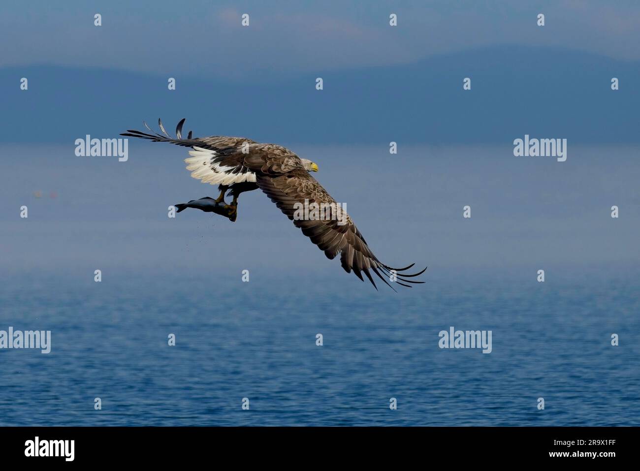 Ein Weißschwanzadler, der mit einem Fisch wegfliegt Stockfoto