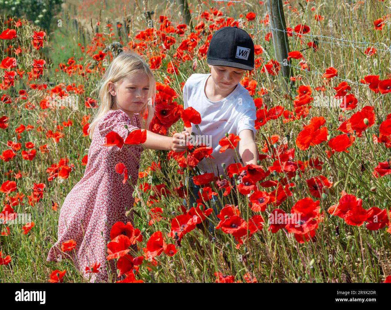 Zwei Kinder, Junge 10 Jahre alt und Mädchen 7 Jahre alt, pflücken Mohnblumen auf den Pisten in Kaseberga, Ystad, Scania, Schweden, Skandinavien Stockfoto