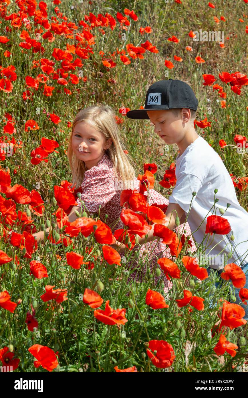Zwei Kinder, Junge 10 Jahre alt und Mädchen 7 Jahre alt, pflücken Mohnblumen auf den Pisten in Kaseberga, Ystad, Scania, Schweden, Skandinavien Stockfoto