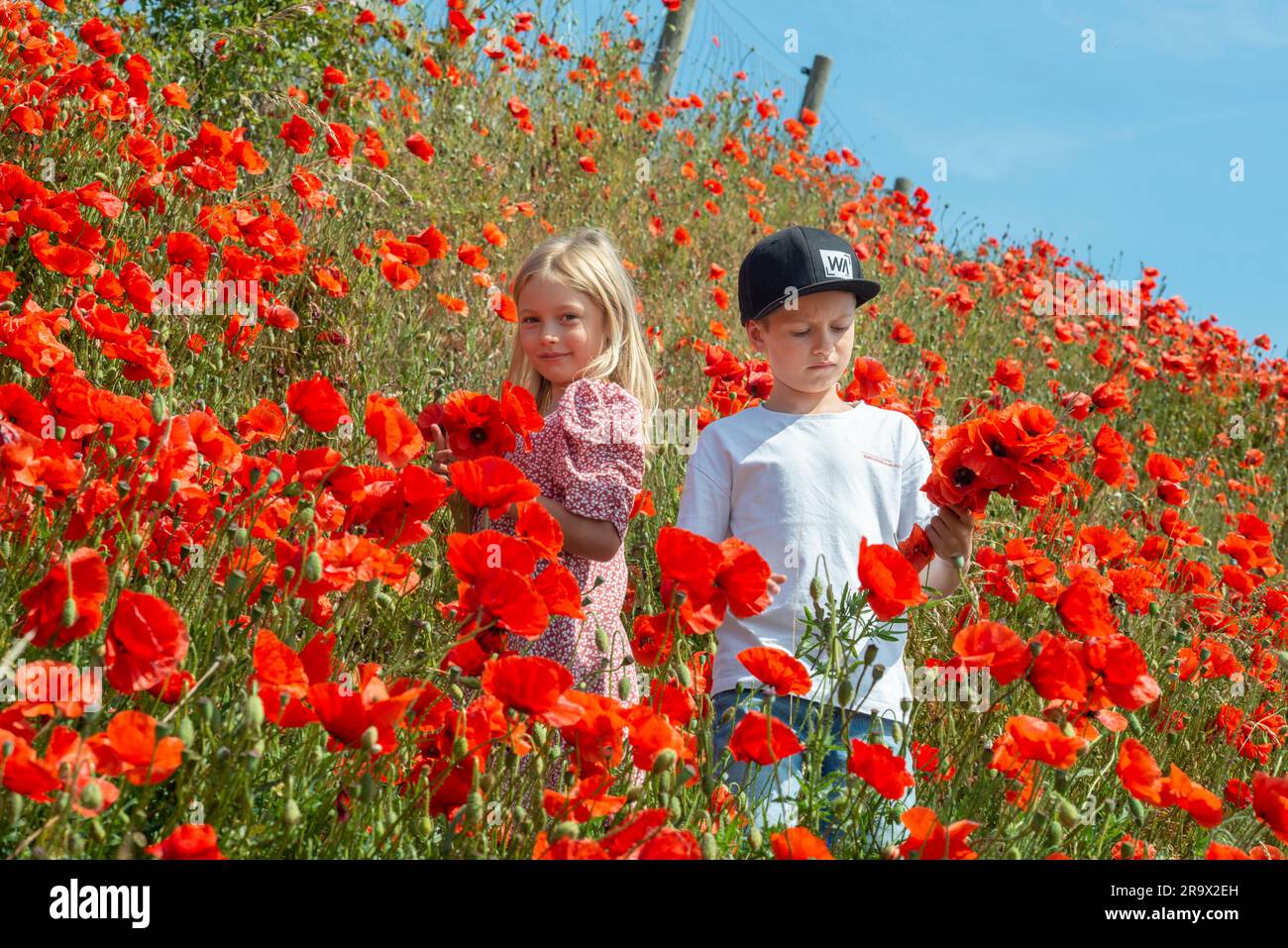 Zwei Kinder, Junge 10 Jahre alt und Mädchen 7 Jahre alt, pflücken Mohnblumen auf den Pisten in Kaseberga, Ystad, Scania, Schweden, Skandinavien Stockfoto