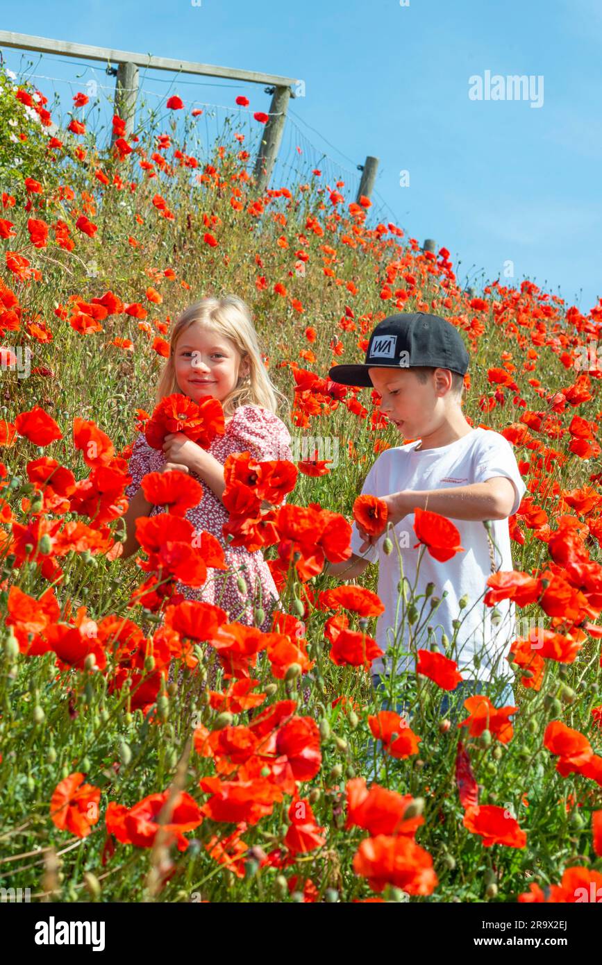 Zwei Kinder, Junge 10 Jahre alt und Mädchen 7 Jahre alt, pflücken Mohnblumen auf den Pisten in Kaseberga, Ystad, Scania, Schweden, Skandinavien Stockfoto