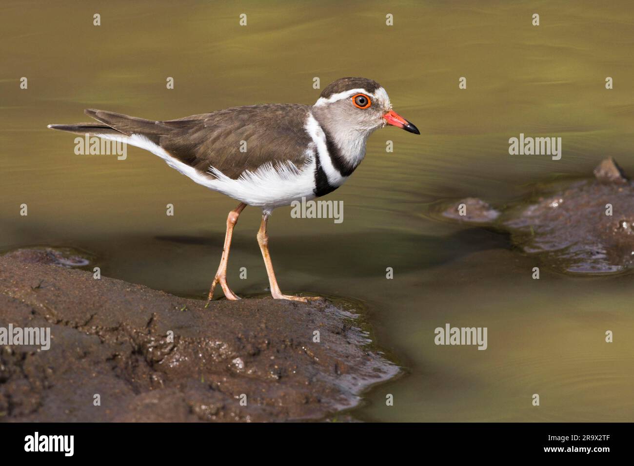 Dreibandpfeifer (Charadrius tricollaris), Hluhluwe-Imfolozi Game Reserve, Hluhluwe-Umfolozi, KwaZulu-Natal, Südafrika Stockfoto