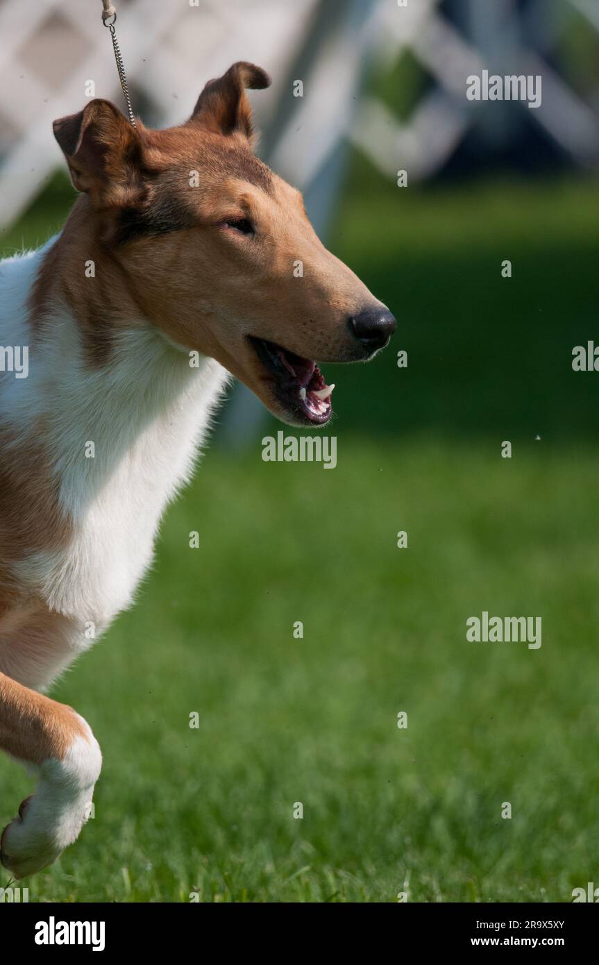 Glatt beschichtetes Collie in der Profilansicht während einer Hundeshow Stockfoto