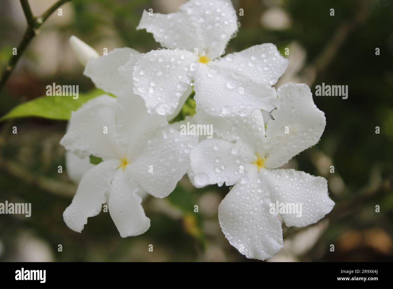 Weiße Windradblume [Warhusudda] Stockfoto