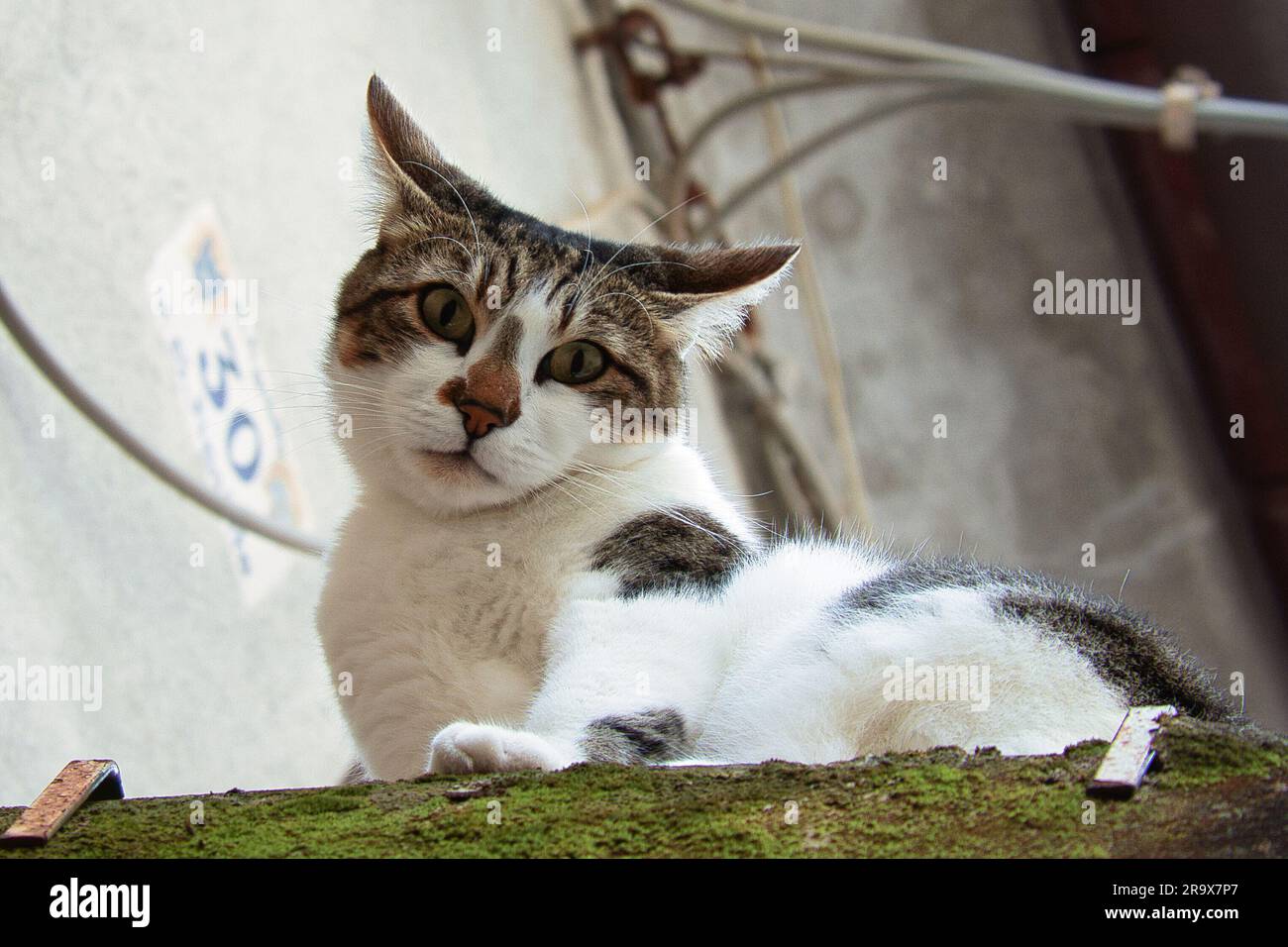Süße Katze, die an der Wand sitzt Stockfoto