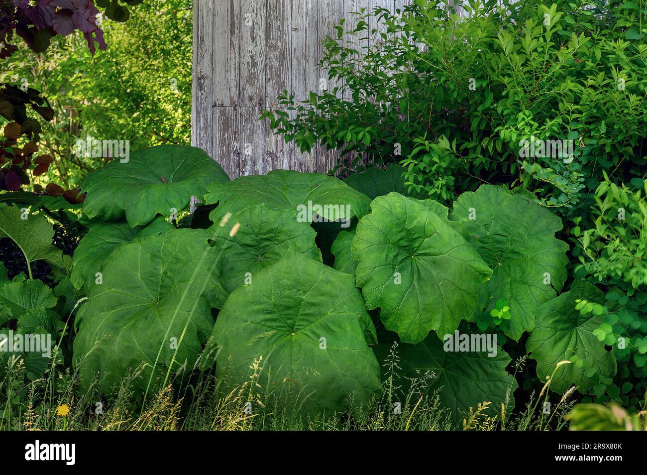 Tischblatt (Astilboides tabularis), vor Holzhütte, Allgaeu, Bayern, Deutschland Stockfoto