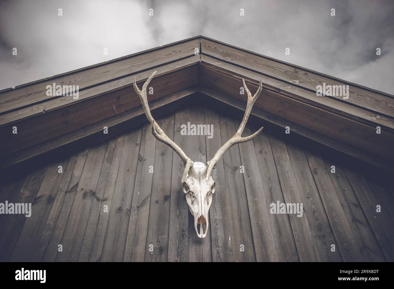 Jagd-Trophäe Schädel hängen an einem hölzernen Dach Fassade Stockfoto