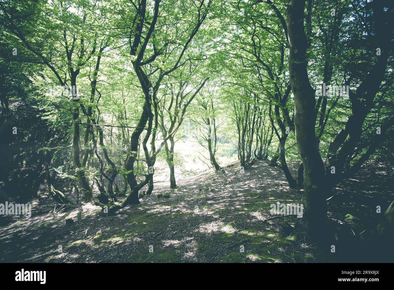Zauberwald mit grünen Bäumen und helles Licht Stockfoto