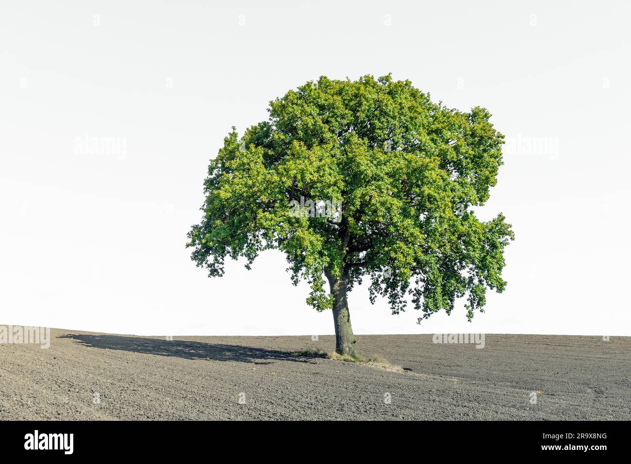 Einsamer grüner Baum auf einem trockenen Feld auf weißem Hintergrund Stockfoto