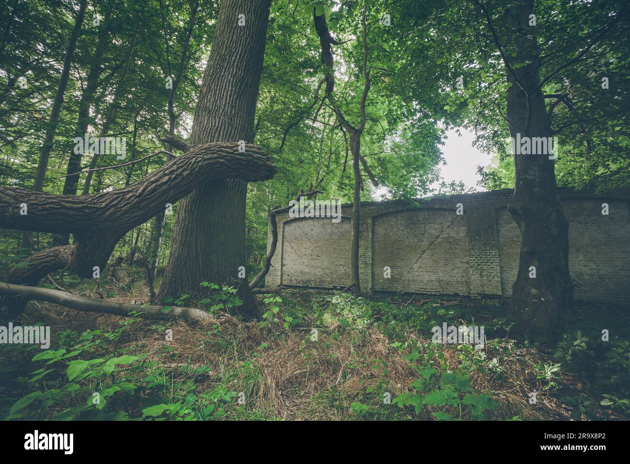 Alte Mauer in einem grünen Wald mit hohen Bäumen Stockfoto