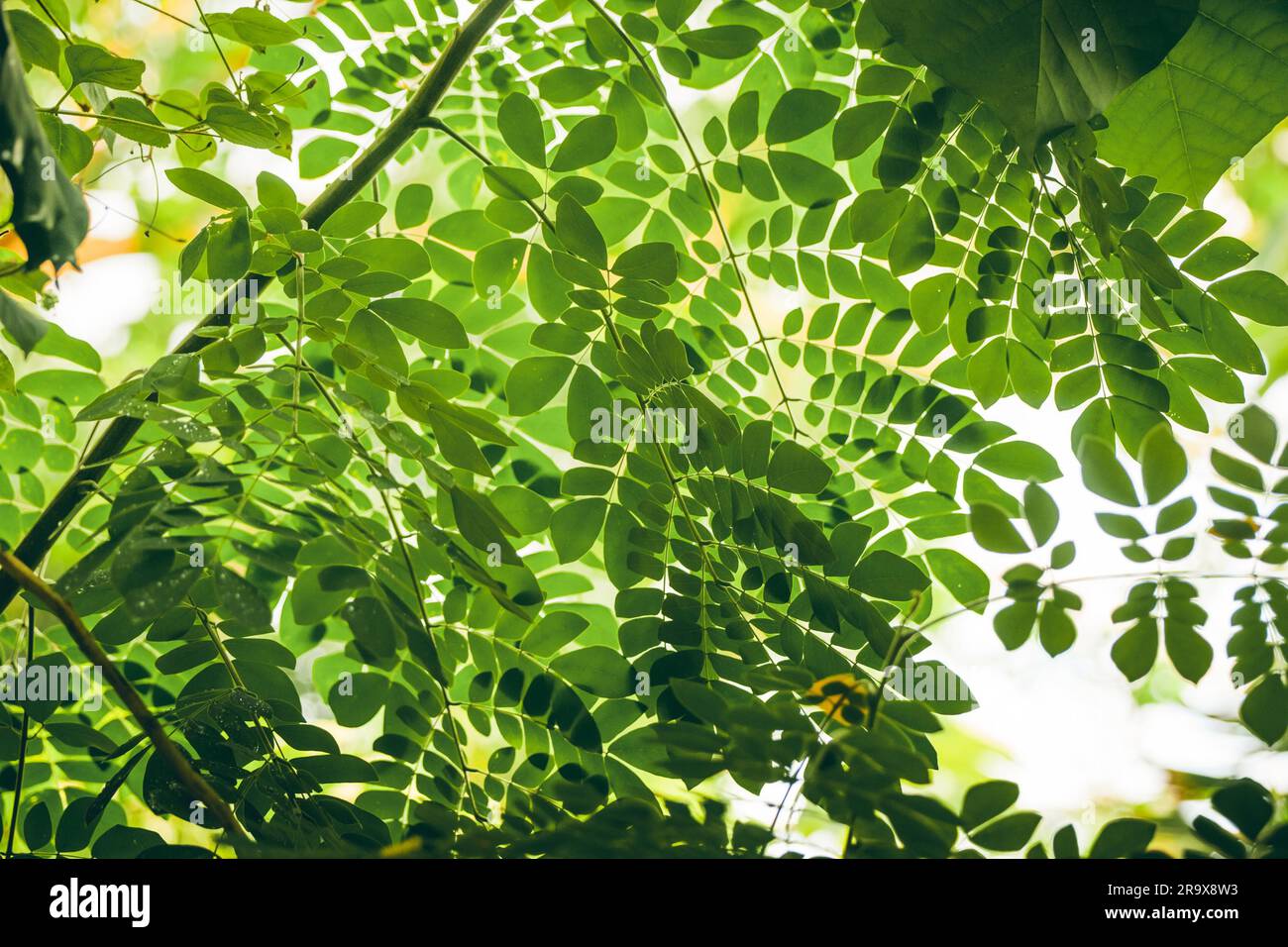 Tropische Vegetation mit grünen Blättern in hellem Licht Stockfoto