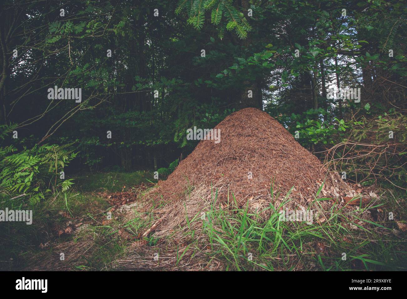 Ameisenhaufen in einem Kiefernwald in Skandinavien Stockfoto