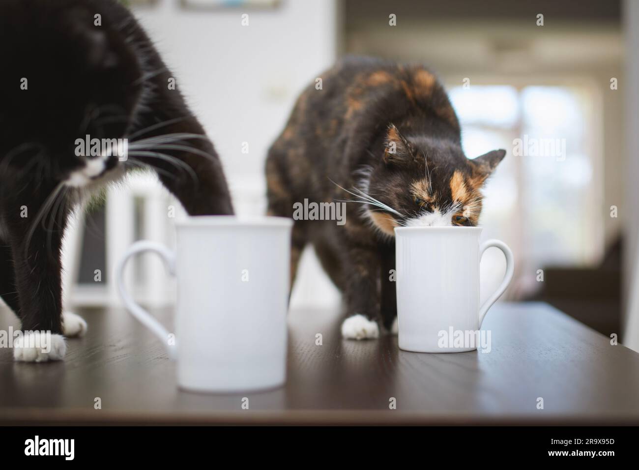 Unartige Katzen, die zu Hause aus dem Becher auf dem Esstisch trinken. Haustier. Stockfoto