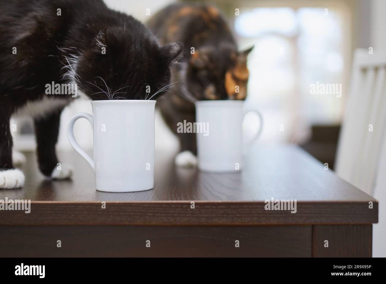 Unartige Katzen, die zu Hause aus dem Becher auf dem Esstisch trinken. Haustier. Stockfoto